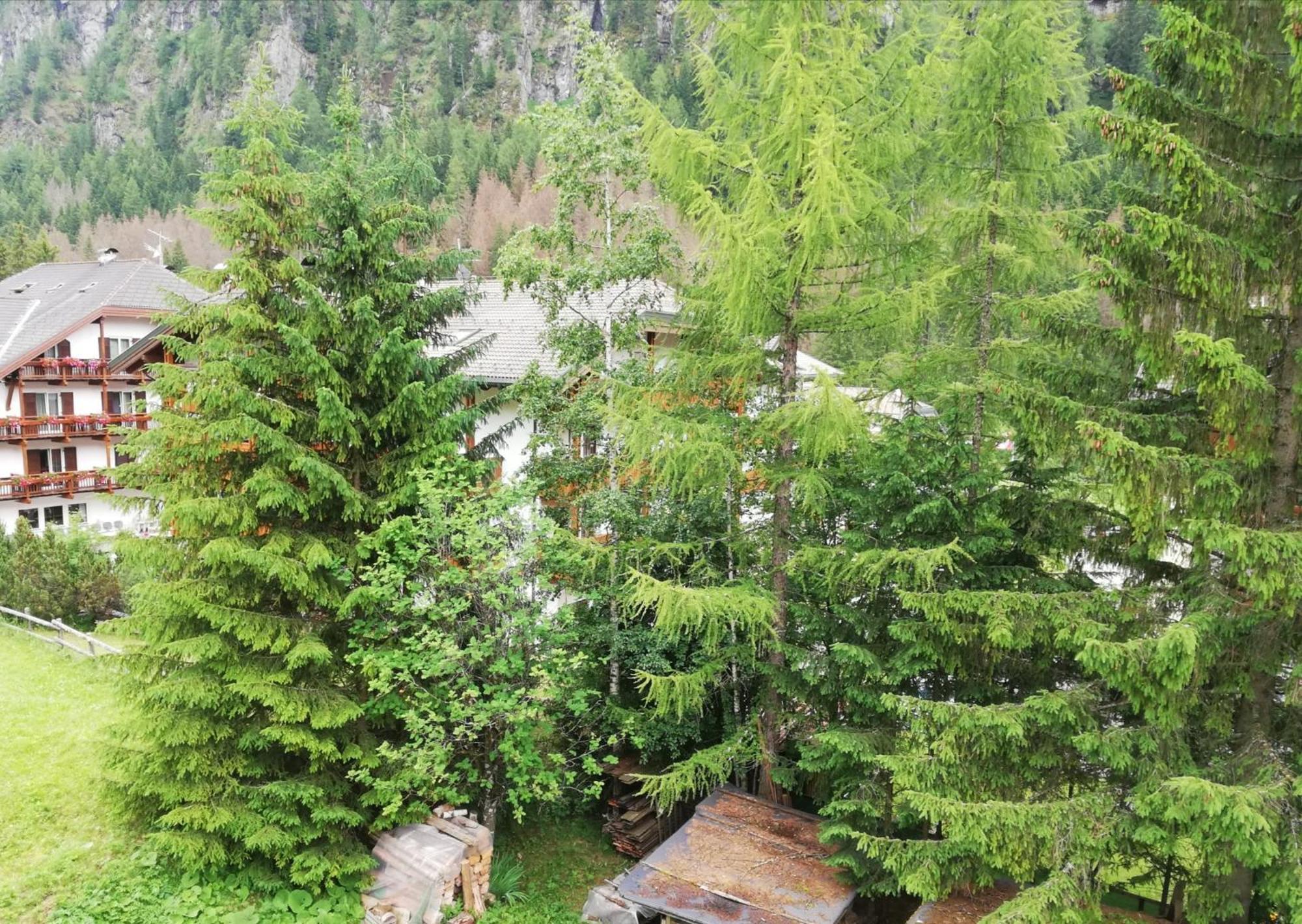 Cesa Pier Sellaronda Dolomiti Daire Campitello di Fassa Dış mekan fotoğraf